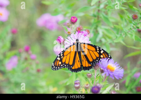 Monarch Butterfly on Flower Banque D'Images