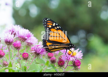 Monarch Butterfly on Flower Banque D'Images