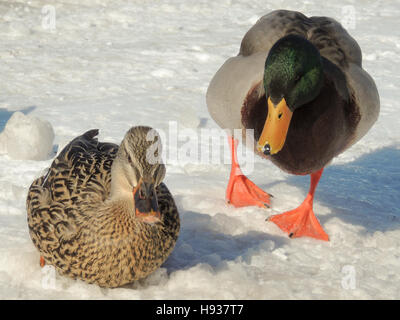 Canard colvert sur sol enneigé Banque D'Images
