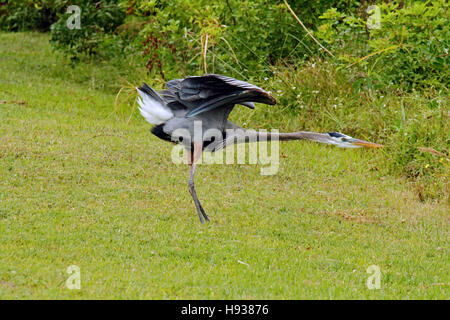 Great Blue Herron, Floride Banque D'Images