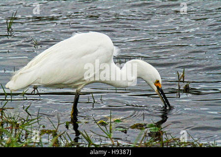 Aigrette neigeuse de l'eau potable Banque D'Images