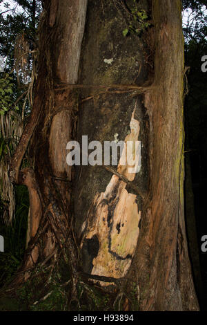 Cet arbre est envahie de Matai Rata des arbres près de la piste de Truman en Nouvelle Zélande Paparoa National Park dans la région de la côte ouest. Banque D'Images