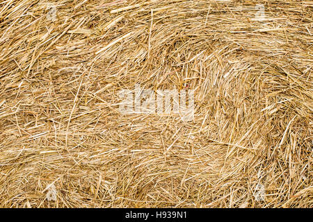 Bottes de foin texture background. Rouleaux de paille Banque D'Images