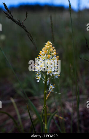 Fleur sauvage dans l'ouest de la prairie de montagne Boulder, CO Banque D'Images