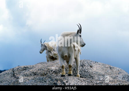 La Chèvre de montagne sur Mt. Evans, Montagnes Rocheuses du Colorado. Banque D'Images