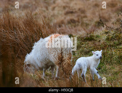 Welsh Mountain Sheep sur les hautes terres Banque D'Images