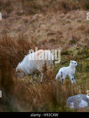 Welsh Mountain Sheep sur les hautes terres Banque D'Images