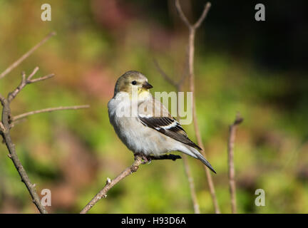 Un Chardonneret jaune (Spinus tristis) en plumage d'hiver. Texas, USA. Banque D'Images