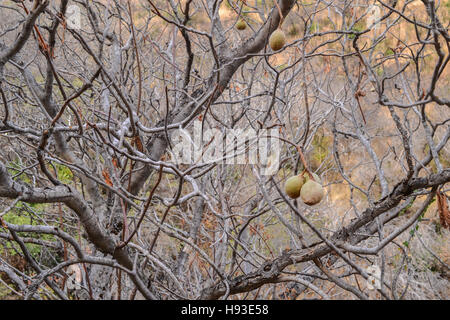 Graines de la Californie horse-Girl (californica) dans la nature en Californie, suspendu à l'arbre. Les Amérindiens utilisaient le poison de cette Banque D'Images