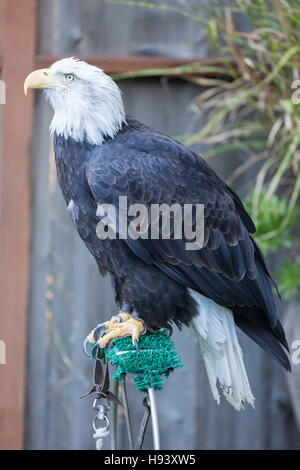 American Pygargue à tête blanche - Haliaeetus leucocephalus, adulte de sexe féminin Banque D'Images