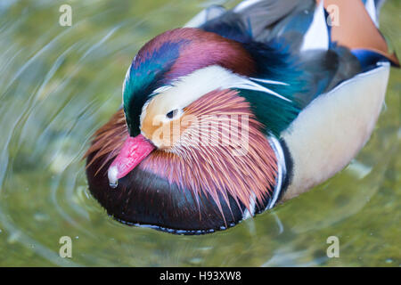 Canard mandarin - Aix galericulata, mâle adulte, pataugeant dans l'étang Banque D'Images
