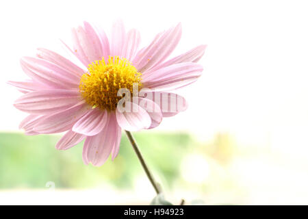 Violet fleur de chrysanthème japonais # 3 isolés Banque D'Images