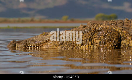 Le crocodile du Nil (Crocodylus niloticus) reposant dans l'eau, Zimanga Game Reserve, KwaZulu-Natal, Afrique du Sud Banque D'Images