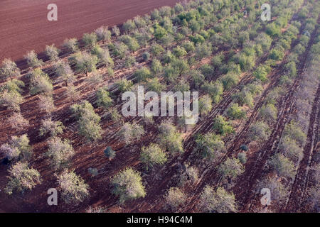 Vue aérienne d'un verger d'amandiers en vallée de Jezreel une grande plaine fertile et au sud de la Basse Galilée dans le nord d'Israël Banque D'Images