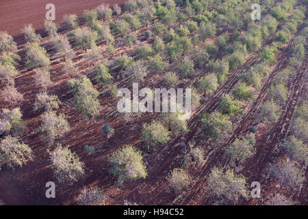 Vue aérienne d'un verger d'amandiers en vallée de Jezreel une grande plaine fertile et au sud de la Basse Galilée dans le nord d'Israël Banque D'Images