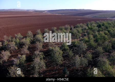 Vue aérienne d'un verger d'amandiers en vallée de Jezreel une grande plaine fertile et au sud de la Basse Galilée dans le nord d'Israël Banque D'Images