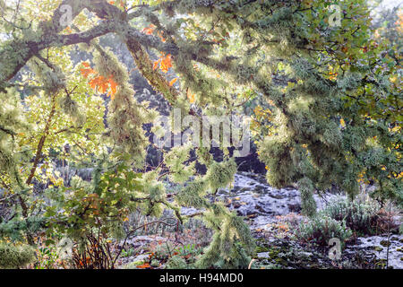 Forêt de lichens fruticuleux SAINTE BAUME Var France 83 Banque D'Images