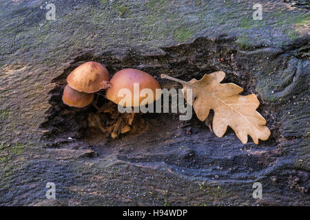 Pholiote des Charbonniéres et feuille de chêne sur souche d'arbre Foret domanial de la SAINTE BAUME Var France 83 Banque D'Images