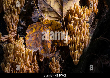 Ramaria Pallida Clavaire pâle - Foret domanial de la SAINTE BAUME Var France 83 Banque D'Images