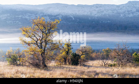 Chêne pubescent et Erable Champêtre en automne sous la brume du massif de la SAINTE BAUME Var France Banque D'Images