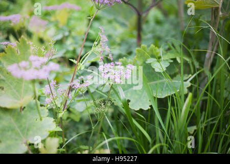 Chaerophyllum hirsutum 'Roseum' (Umbellifer), mai, Royaume-Uni Banque D'Images