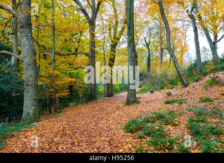 En prenant un chemin à travers les arbres, entouré par les couleurs de la fin de l'automne les feuilles. Banque D'Images