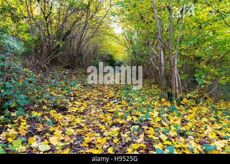 En prenant un chemin à travers les arbres, entouré par les couleurs de la fin de l'automne les feuilles. Banque D'Images