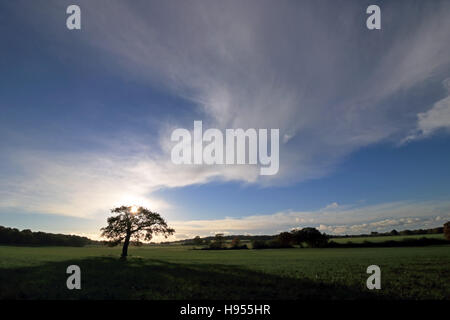 Surrey Chessington, Royaume-Uni. 18 Nov, 2016. Ciel bleu et soleil de l'après-midi à Chessington, dans le Surrey, où un seul arbre de chêne se dresse dans un champ de blé d'hiver. Credit : Julia Gavin UK/Alamy Live News Banque D'Images