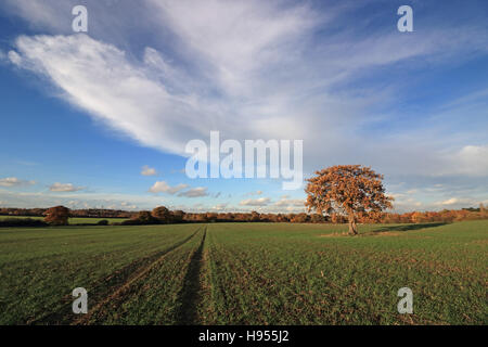 Surrey Chessington, Royaume-Uni. 18 Nov, 2016. Ciel bleu et soleil de l'après-midi à Chessington, dans le Surrey, où un seul arbre de chêne se dresse dans un champ de blé d'hiver montrant environ 10 cm (4 po) de la croissance. Credit : Julia Gavin UK/Alamy Live News Banque D'Images
