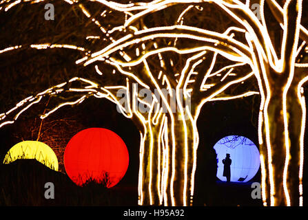 Berlin, Allemagne. 18 Nov, 2016. Le Jardin botanique est allumé jusqu'à l'ouverture du Jardin 'Noël' à Berlin, Allemagne, 18 novembre 2016. Une fée-conte landscpe avec spectacles de lumière, rêve en couleur bois, et de figures sont visibles sur un ca. 1,5 km tour jusqu'au 01 janvier 2017. Photo : JENS KALAENE/dpa/Alamy Live News Banque D'Images