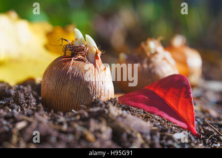 Prêt à planter des bulbes de crocus dans le jardin d'automne. Photographié avec une lentille de spécialité pour obtenir l'effet de flou. Banque D'Images