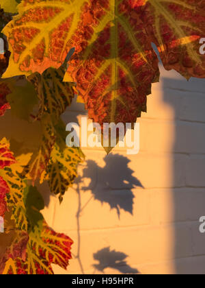 Les feuilles de vigne d'automne début de l'ombre du soleil sur le mur en brique blanche Banque D'Images