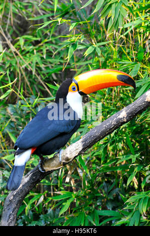 Profil de Toco Toucan (Ramphastos toco) perché sur branche avec son gros bec étrange Banque D'Images