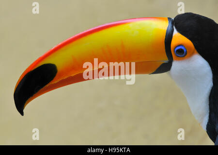Portrait de profil d'un Toucan Toco (Ramphastos toco) avec son gros bec étrange Banque D'Images
