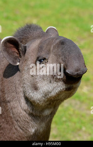 Portrait de tapir d'Amérique du Sud Tapirus terrestris) (avec vole autour de l'oeil Banque D'Images