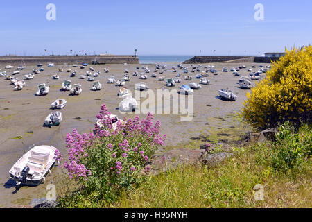 Fleurs et port de Saint-Quay-Portrieux, commune française du département des Côtes-d'Armor de la Bretagne, dans le nord-ouest de la France. Banque D'Images