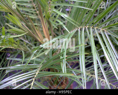 Résumé fond feuilles fougères tropicales tige verte Banque D'Images