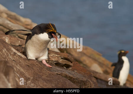 Macaroni Penguin (Eudyptes chrysolophus) sur les îles Falkland Banque D'Images