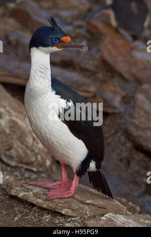 Shag Phalacrocorax atriceps impériale (albiventer) Banque D'Images