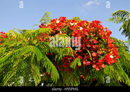 Gros plan du Royal Poinciana ou flamboyant (Delonix regia) dans blooming à Tenerife en Canaries Banque D'Images