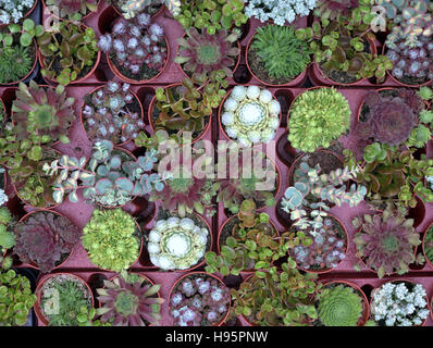 Variété de petits cactus cactus en pot dans les bacs Banque D'Images