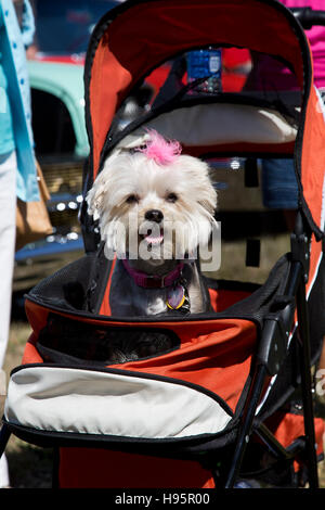 Chien dans un landau à Naples- Marco Island classic car show, Naples, Florida Banque D'Images