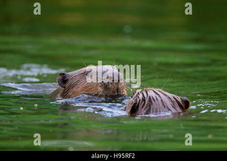 Close up de deux castors eurasiens / European castors (Castor fiber) réunion des adultes et des juvéniles en nageant dans l'étang Banque D'Images
