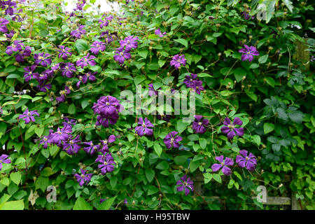 Clematis viticella etoile violette purple fleurs plantes rampantes grimpeur couvert couverture affiche profuse Banque D'Images