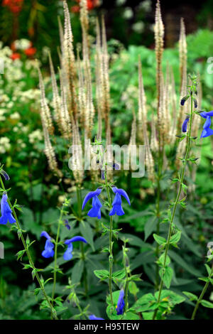 Salvia patens sauge gentiane Veronicastrum virginicum album bleu blanc fleur fleurs vivaces à fleurs flèches pointes florales RM Banque D'Images