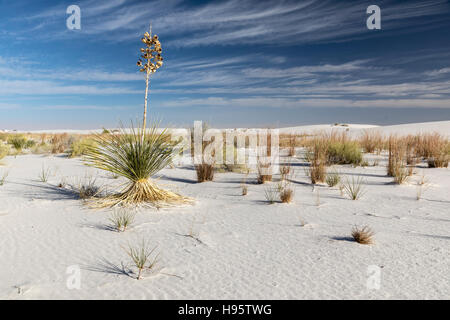 Dunes de sable et les yuccas au White Sands National Monument près de Alamogordo, New Mexico, USA Banque D'Images
