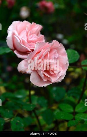 Rosa bénédictions fleur rose saumon hybrides de thé fleurs parfumées floraison parfumée Floral RM Banque D'Images