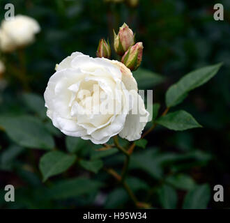 Rosa rosa iceberg Iceberg korbin syn white roses rose fleurs d'arbustes à fleurs fleurs portraits végétaux floribunda floral rm Banque D'Images