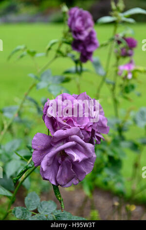 Rosa Rhapsody in Blue frantasia rose fleur pourpre arbuste en fleurs fleurs fleur arbuste florifère Floral RM Banque D'Images