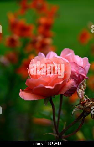 Nuage parfumé rosa Hybrid Tea Rose double rose fleur fleurs vivaces à fleurs floral RM Banque D'Images